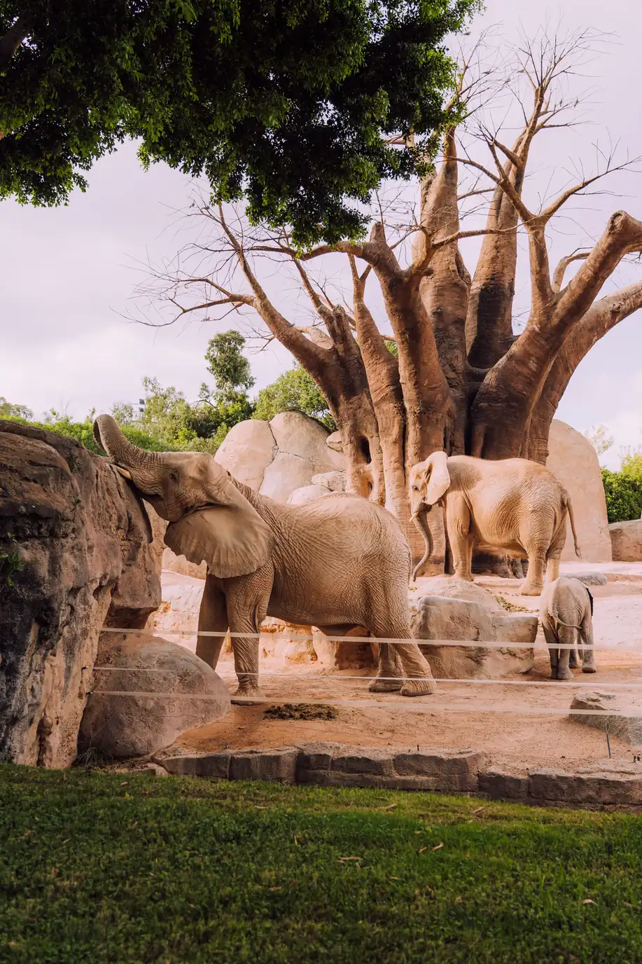 Bioparc Valencia